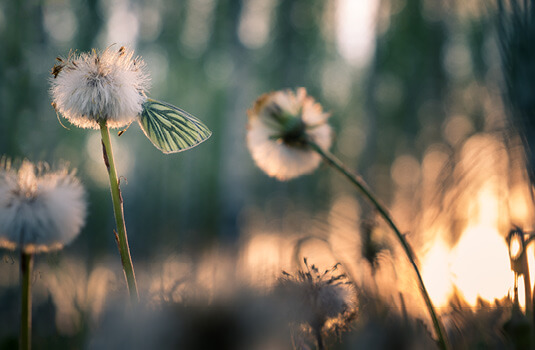 landscape close up